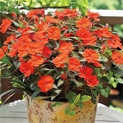 サンパティオ（R) オレンジ 5月お届け