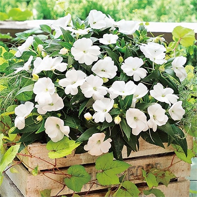 サンパティオ（R) ホワイト 5月お届け