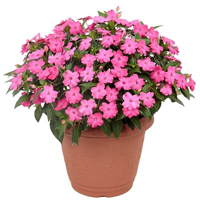 サンパチェンス（R） ローズピンク