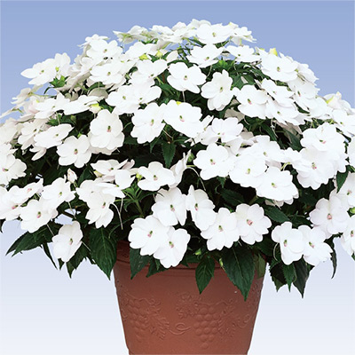 サンパチェンス（R） ホワイト （ver.2）