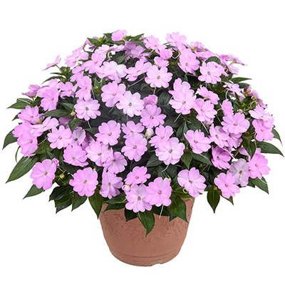 サンパチェンス（R） オーキッド