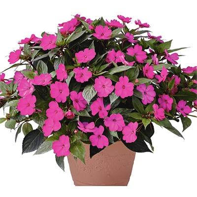 サンパチェンス（R） パープル （ver.2）