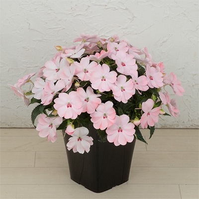 サンパティオ（R） ブラッシュピンク