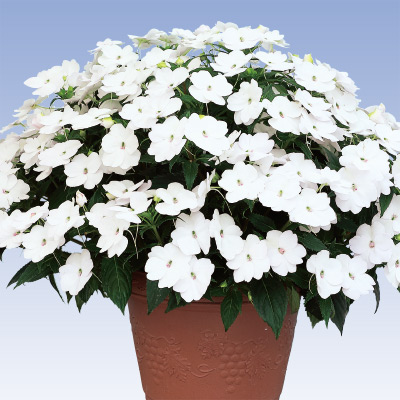 サンパチェンス（R） ホワイト （ver.2）