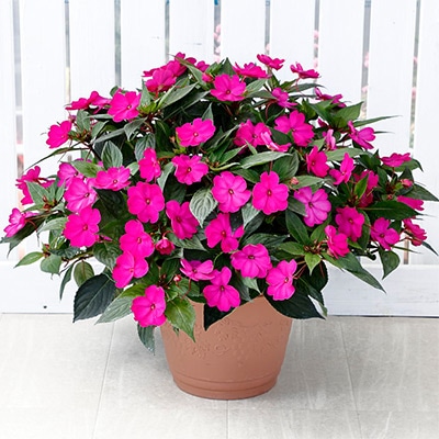 サンパチェンス（R） パープル （ver.2）