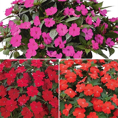 サンパチェンス（R） ビビッドカラー 3種セット