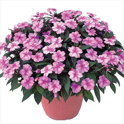 サンパチェンス（R） ラベンダースプラッシュ