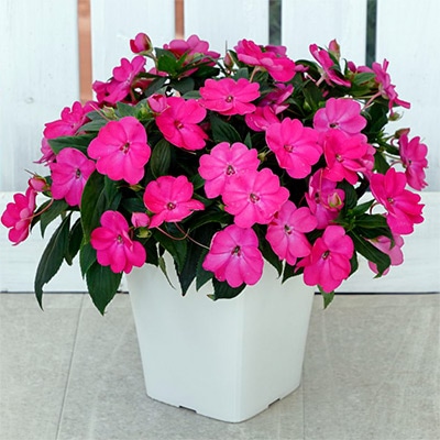 サンパティオ（R） ローズピンク