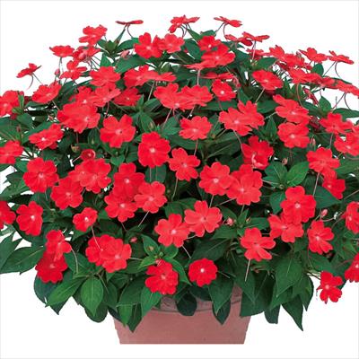 サンパチェンス（R） スカーレット