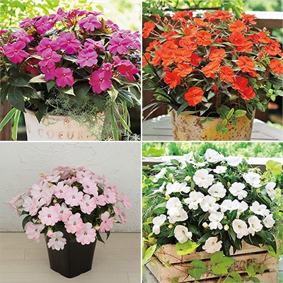 サンパティオ(R) 4種セット