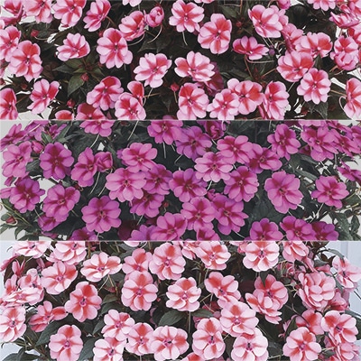 サンパチェンス（R） バイカラー  3種セット