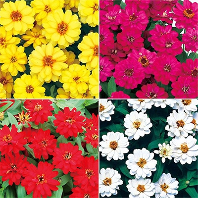 セルトップ(R)苗 5月お届け ジニア（百日草） プロフュージョン八重咲き 4種セット