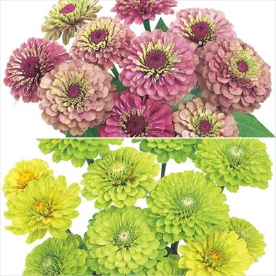 連結パック苗 5月お届け ジニア（百日草） クイーン 2種セット