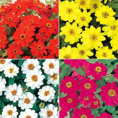 連結パック苗 5月お届け ジニア（百日草） プロフュージョン 一重咲き 4種セット