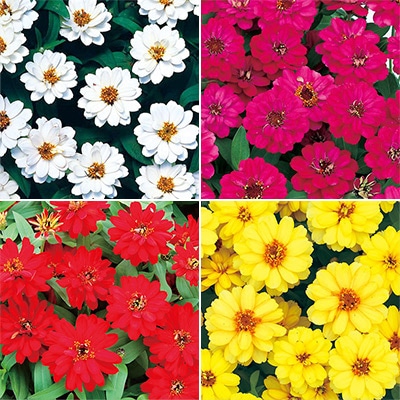 連結パック苗 6月お届け ジニア（百日草） プロフュージョン 八重咲き 4種セット