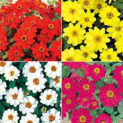 セルトップ(R)苗 6月お届け ジニア（百日草） プロフュージョン 一重咲き 4種セット