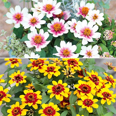 セルトップ(R)苗 5月お届け ジニア（百日草） プロフュージョン バイカラー 2種セット