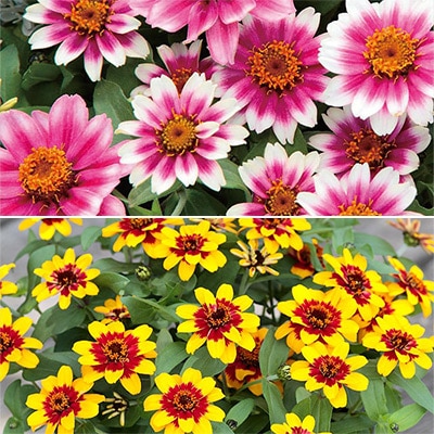 連結パック苗 5月お届け ジニア（百日草） プロフュージョン バイカラー 2種セット