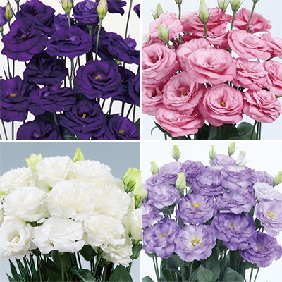 トルコギキョウ 八重咲き 4種セット