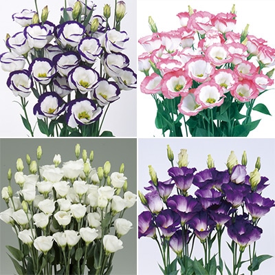 トルコギキョウ 一重咲き 4種セット