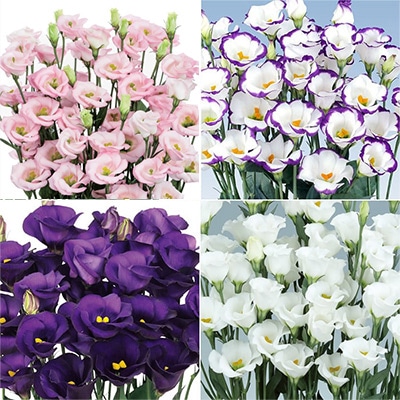 セルトップ（R）苗 トルコギキョウ 花粉が出ない一重咲き ソロ（R）PF 4種セット