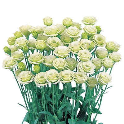 トルコギキョウ フルフル(R) グリーン