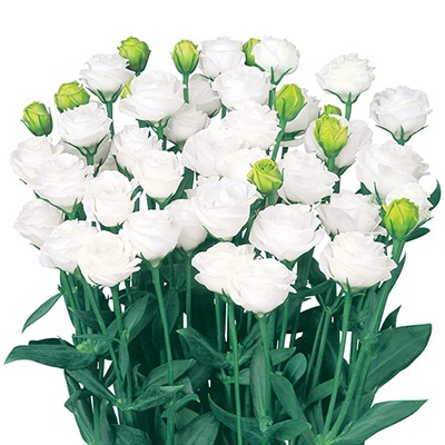 トルコギキョウ フルフル(R) ホワイト