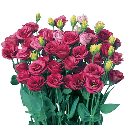 トルコギキョウ フルフル(R) ローズ