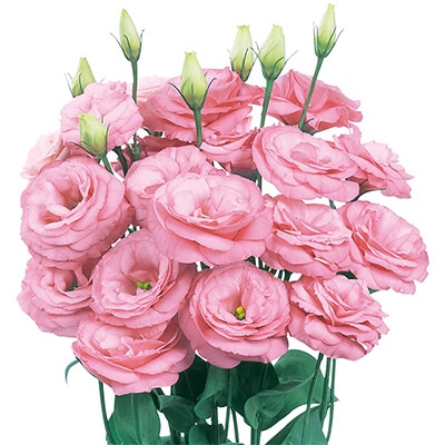 トルコギキョウ ロベラ クリアピンク