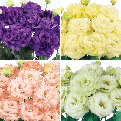 トルコギキョウ 大輪八重フリンジ咲き ボヤージュ（R）（2型）4種セット