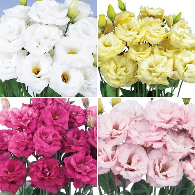 トルコギキョウ 八重咲き オーブ 4種セット