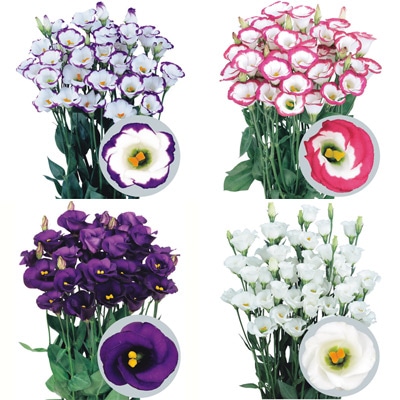 トルコギキョウ 無花粉 一重咲きソロ(R) PF 大苗 4種セット