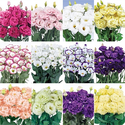 トルコギキョウ お楽しみ見計らいセット