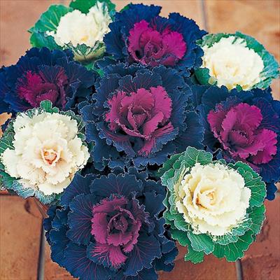 セルトップ(R)苗 ハボタン 華 2種セット