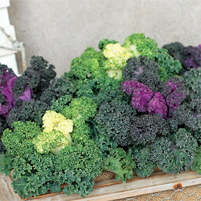 セルトップ(R)苗 ハボタン バニー 2種セット