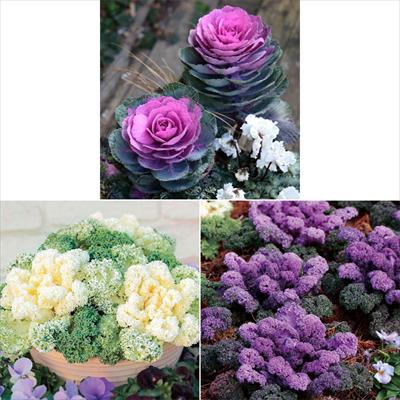 ハボタン 3種セット