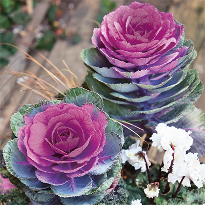 ハボタン 円 （まどか） 春の紅