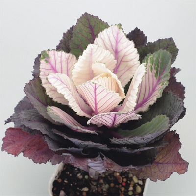 ハボタン マジックロード