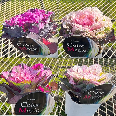 ハボタン カラーマジック ミックス
