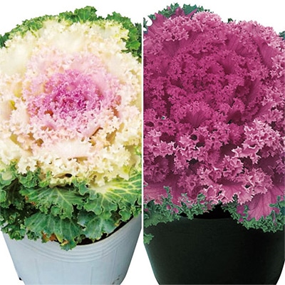 セルトップ(R)苗 ハボタン ドレス 2種セット