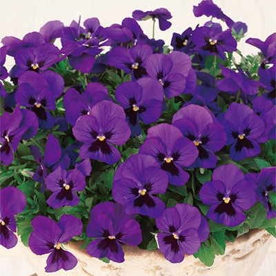 パンジー よく咲くスミレ ブルーハワイ (ver.2)