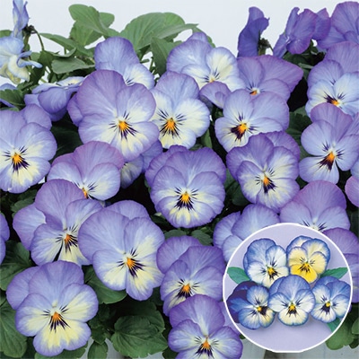 パンジー よく咲くスミレ ソーダ