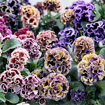 パンジー ドラキュラ 見計らいミックス