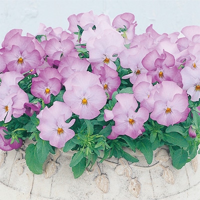 パンジー よく咲くスミレ ライチ (ver.2)