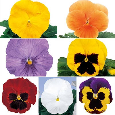 パンジー スペシャルミックス