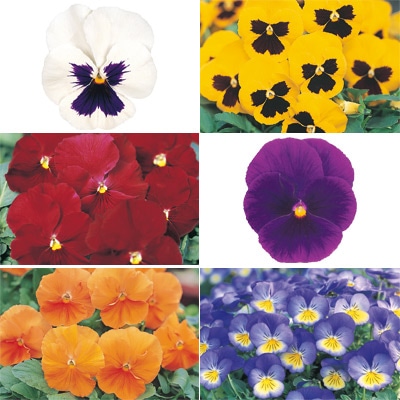 セルトップ(R)苗 パンジー 中輪人気カラー 6種セット