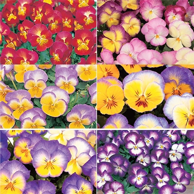 セルトップ(R)苗 パンジー 虹色スミレ(R) 6種セット