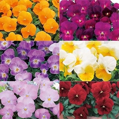 セルトップ(R)苗 パンジー よく咲くスミレ 6種セット