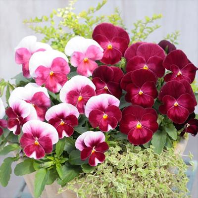 パンジー よく咲くスミレ ロゼ