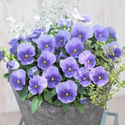 パンジー よく咲くスミレ ブルーフィズ